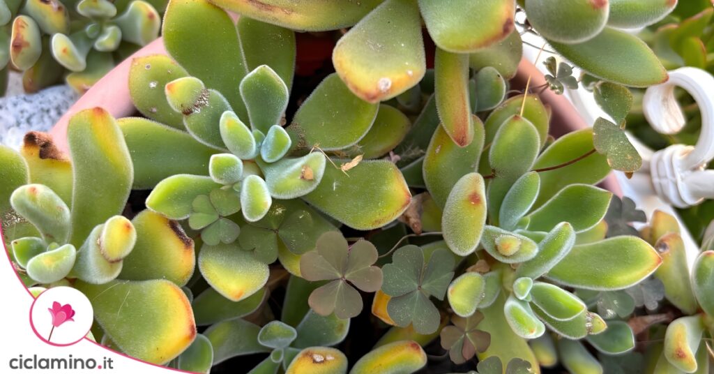 echeveria