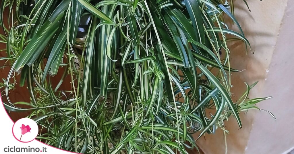 falangio-nuovi-ragnetti