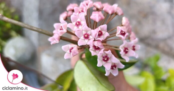 fiore di cera boccioli