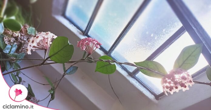 fiore di cera luce