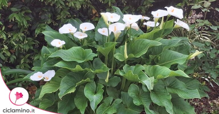fioritura-calla