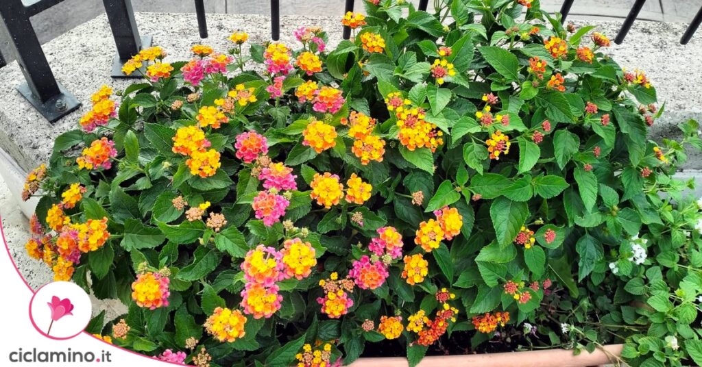 fioritura-lantana-un-lato