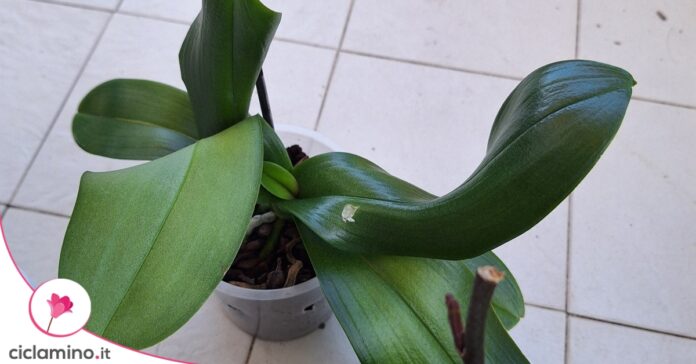 foglie-mosce-orchidea