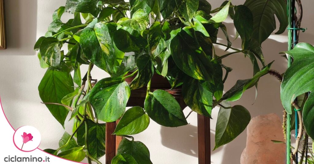 foglie-pothos