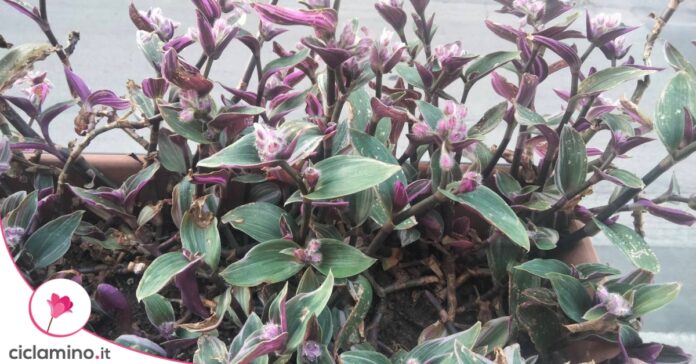 foglie-tradescantia-nanouk