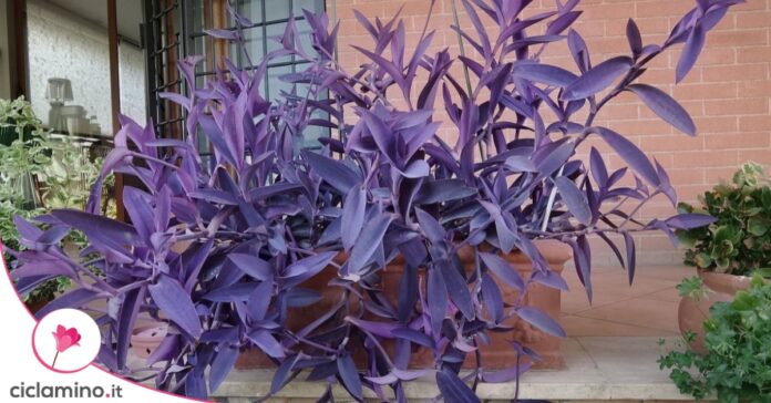 foglie-tradescantia-viola