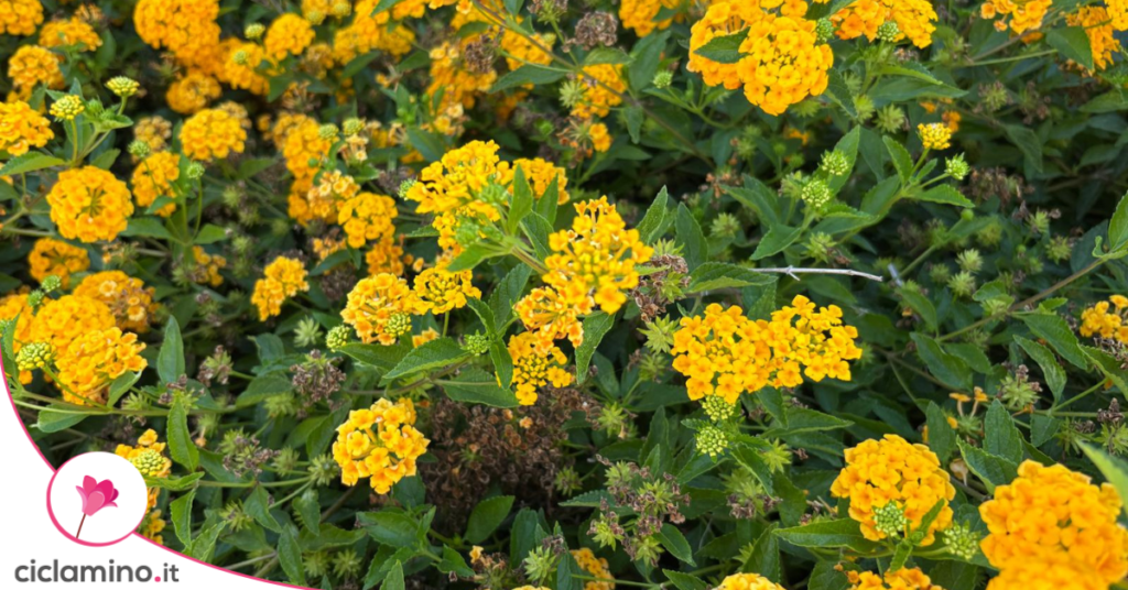 lantana gialla