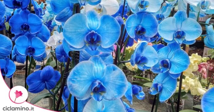 orchidee-blu