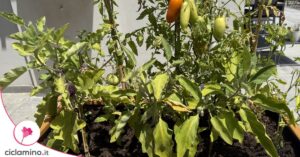Se l’orto sul balcone si è svuotato questo è il momento di ripartire con il secondo raccolto estivo
