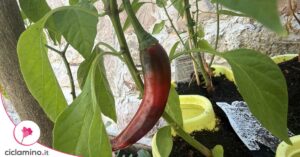 Il peperoncino sta finalmente cambiando colore ma bisogna scegliere bene il momento per raccoglierlo