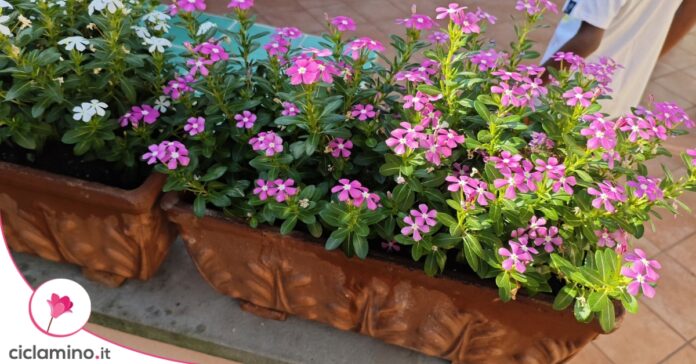pervinca-madagascar