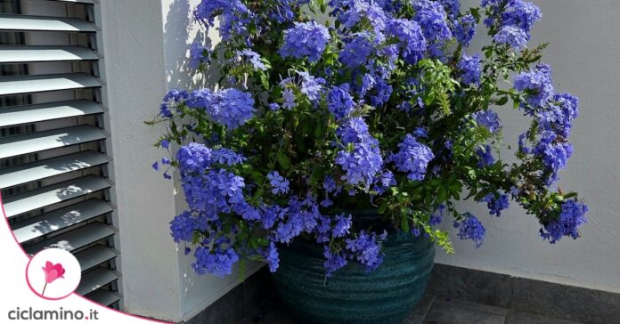 plumbago-vaso