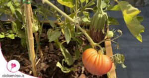 Anche con un balcone piccolo si possono avere tanti ortaggi scegliendo le piante adatte
