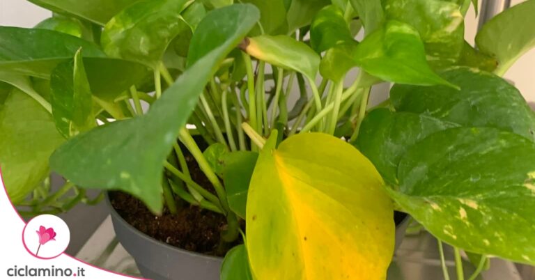 pothos-foglia-gialla