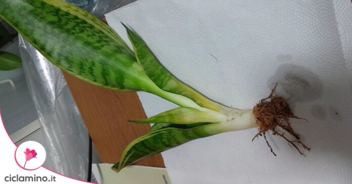 sansevieria-foglia