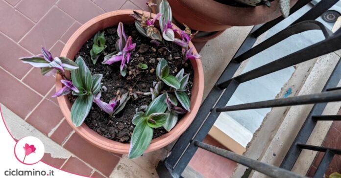 tradescantia-nanouk-marcendo