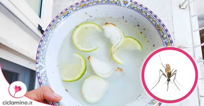 aglio limone zanzare