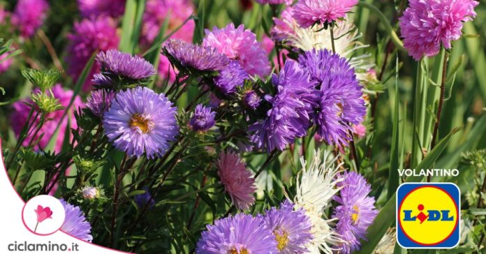aster-lidl