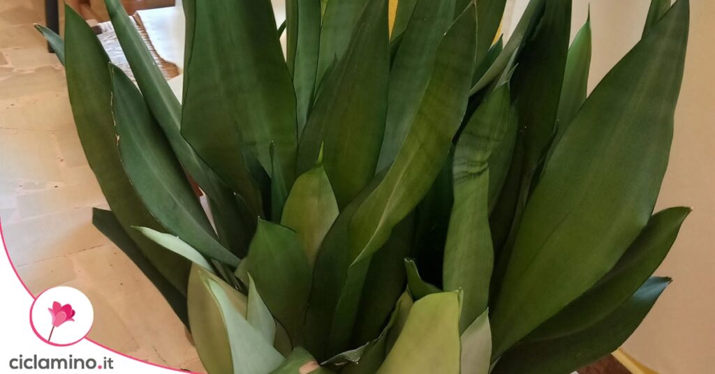 sansevieria moonshine