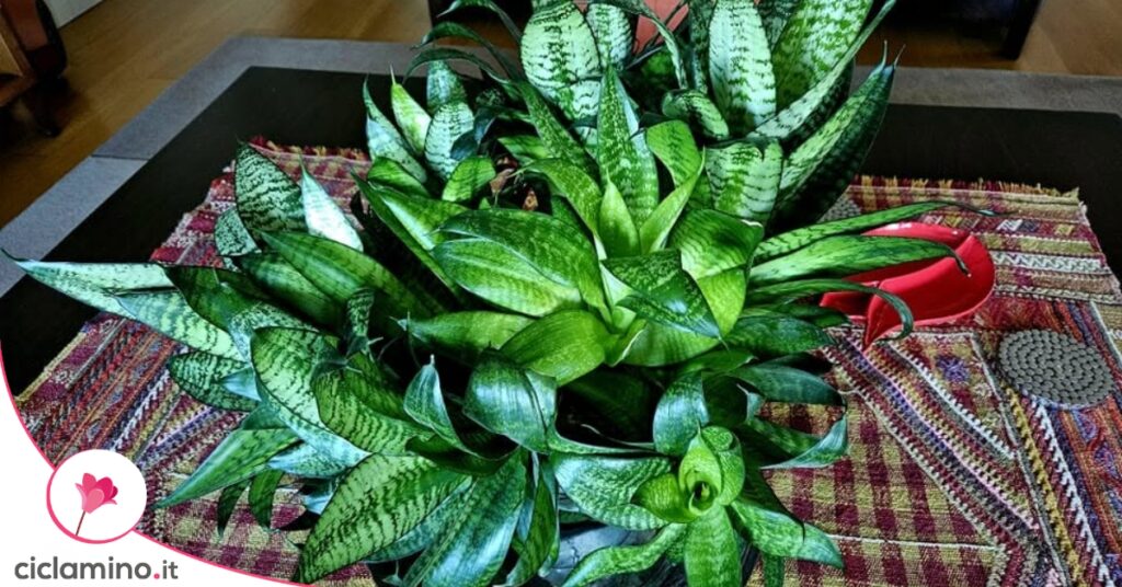 sansevieria Hahnii