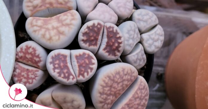 Lithops