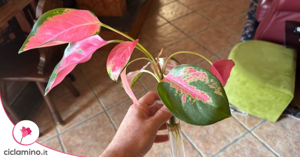 Propagare aglaonema
