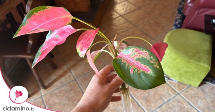 Propagare aglaonema
