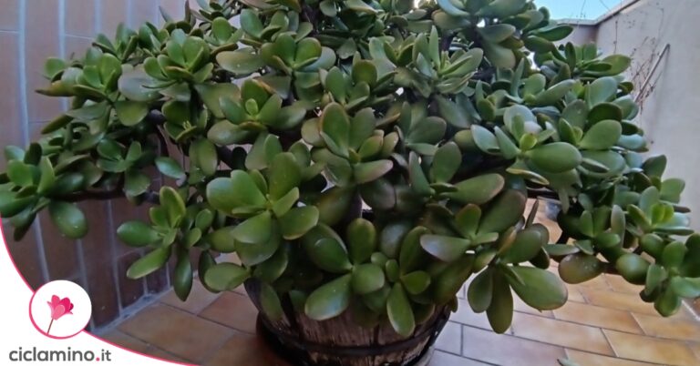 albero di giada foglie carnose