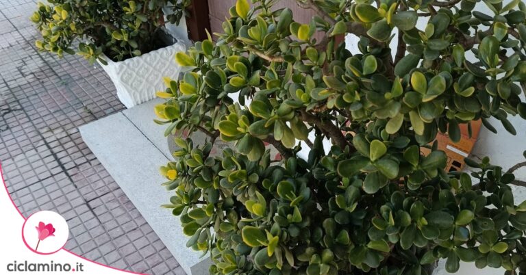 albero di giada in balcone