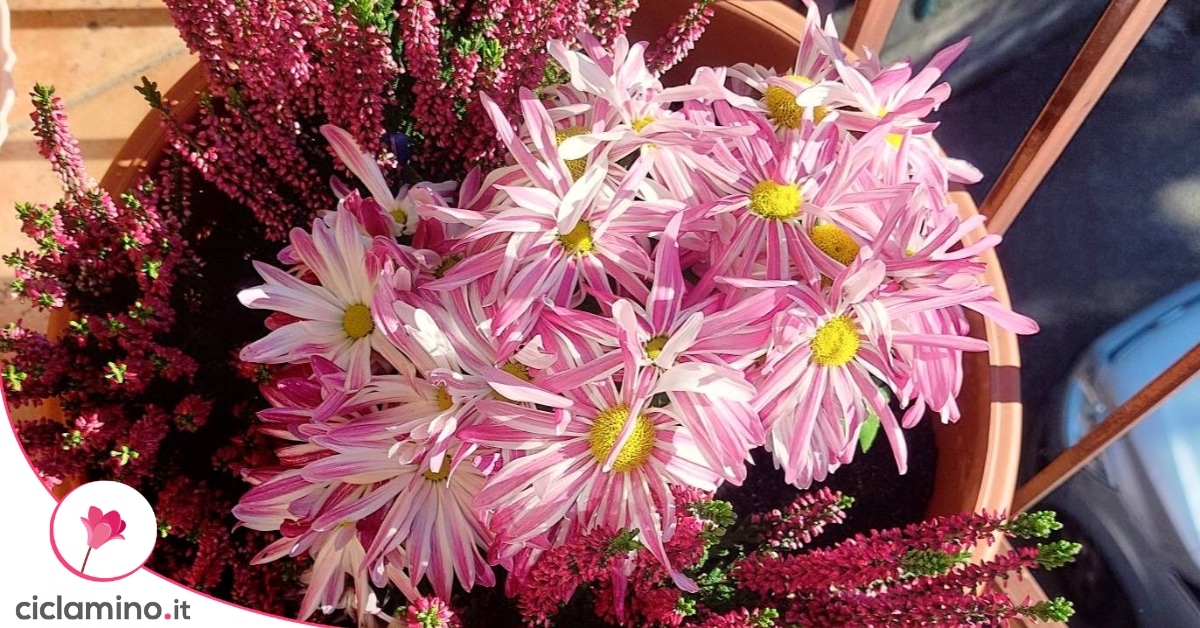 Crisantemi rosa e calluna in un vaso sul balcone