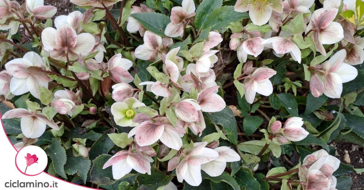Elleboro bianco e rosa in fiore
