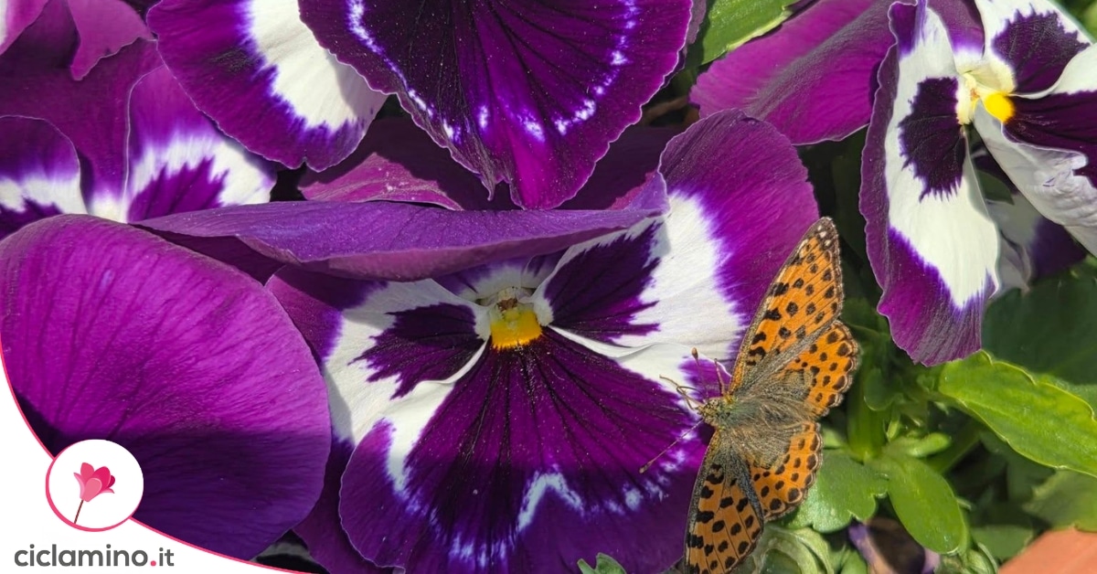 Viole del pensiero viola e bianche fiorite