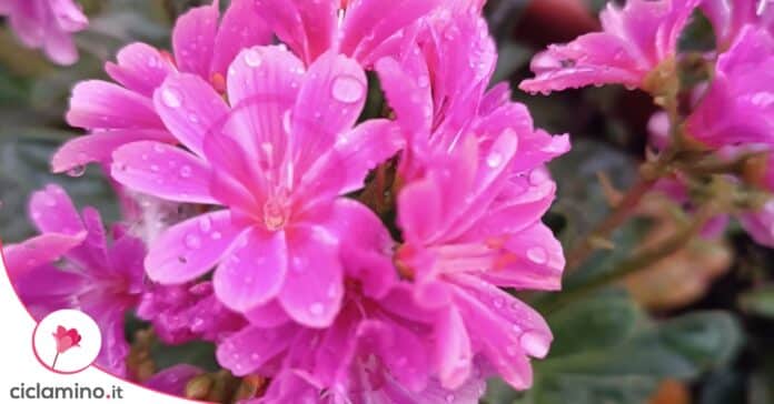 lewisia
