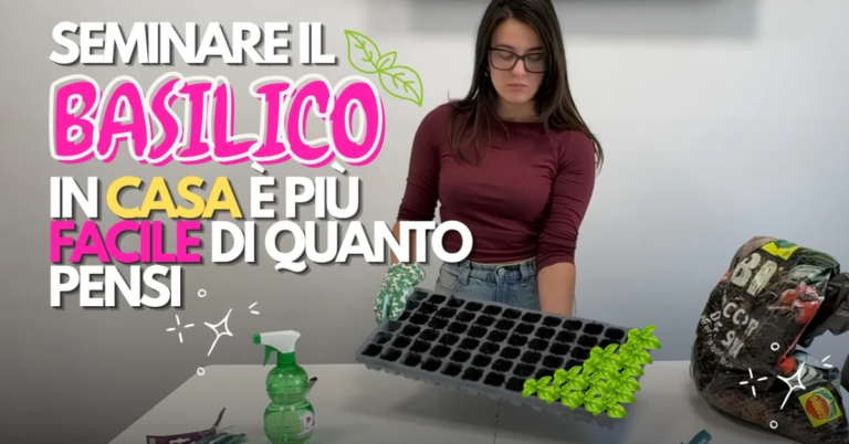 basilico