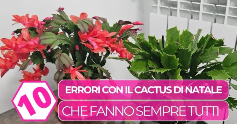 cactus-natale