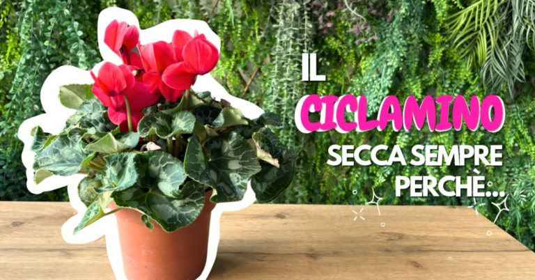 ciclamino