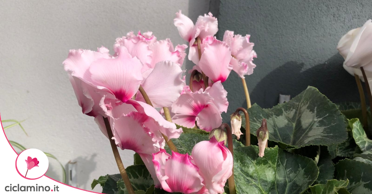 Ciclamino fiorito dai petali arricciati