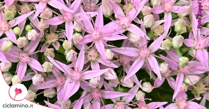 fiori-sedum-teresina