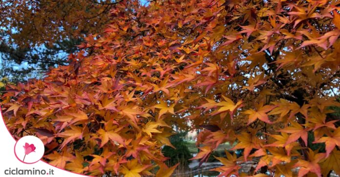 foliage foglie autunno