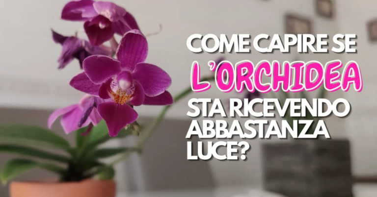 orchidea