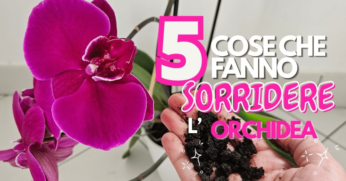 5 cose che fanno sorridere l’Orchidea