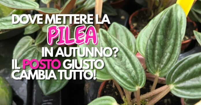 pilea