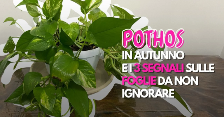 pothos