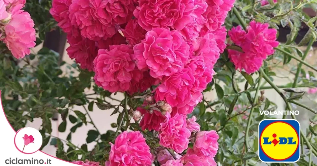Rose rampicanti rosa in fiore, volantino Lidl
