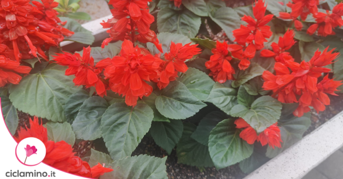 salvia-rossa