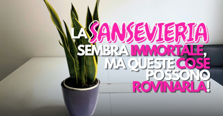 sansevieria
