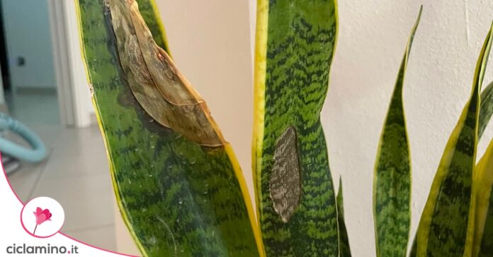 sansevieria-foglie-spaccate